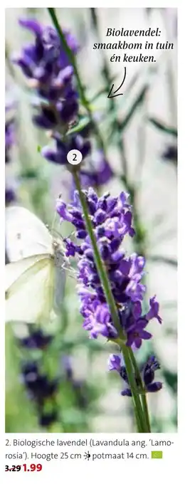 Intratuin Biologische lavendel (Lavandula ang. ' Lamorosia') aanbieding
