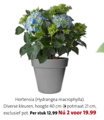 Intratuin Hortensia (Hydrangea macrophylla) aanbieding