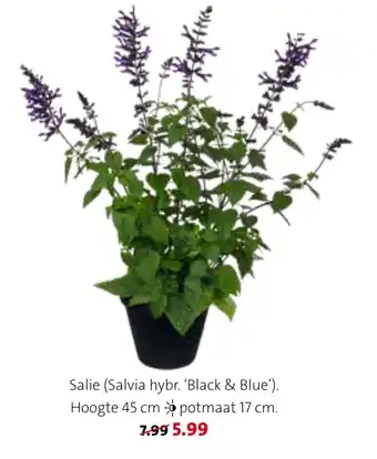 Salie (Salvia hybr. 'Black & Blue')