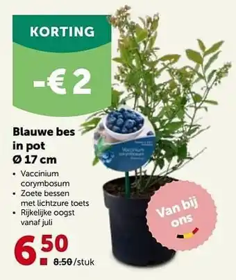 Blauwe bes in pot
