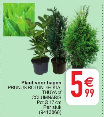 Cora Plant voor hagen aanbieding
