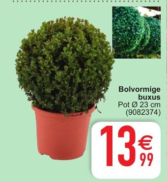 Cora Bolvormige buxus aanbieding