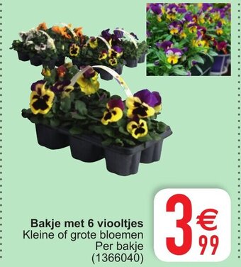 Cora Bakje met 6 viooltjes aanbieding