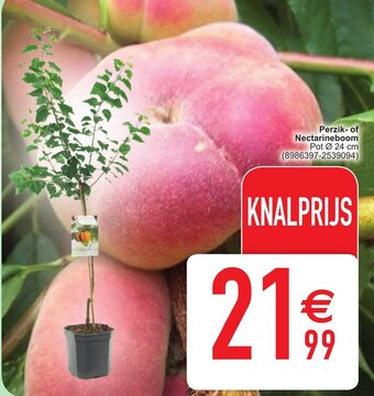 Perzik of nectarineboom