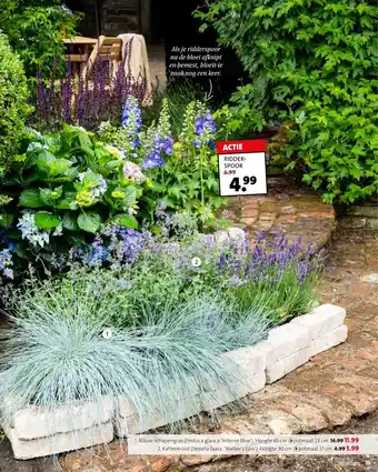 Intratuin Blauw schapengras (Festuca glauca 'Intense Blue') aanbieding
