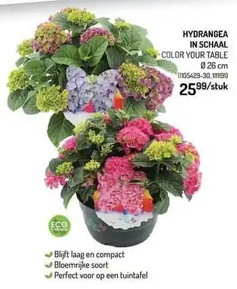 Hydrangea in schaal color your table
