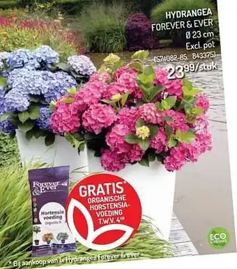 Hydrangea forever + ever