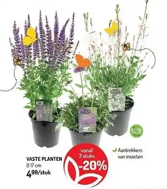 Vaste planten