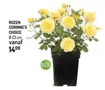 Rozen corinne`s choice