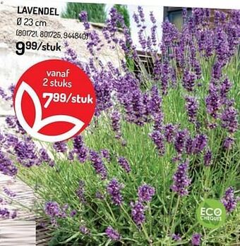 Lavendel