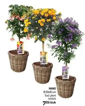 Oh Green Mand aanbieding