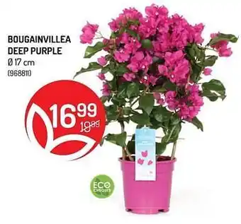 Bougainvillea deep purple