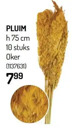 Pluim