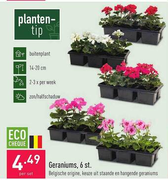 ALDI Geraniums aanbieding
