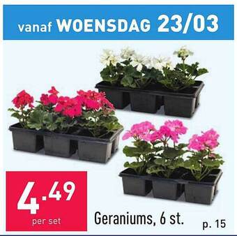 Geraniums