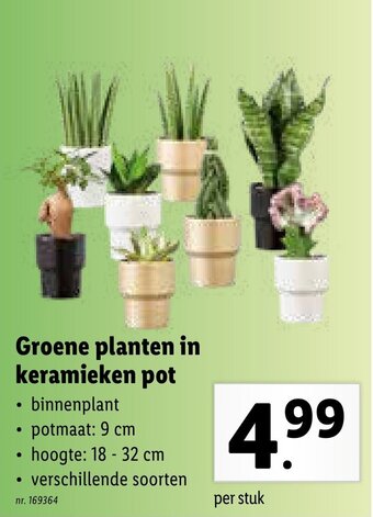 Groene planten in keramieken pot