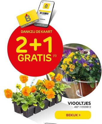 Brico Viooltjes aanbieding