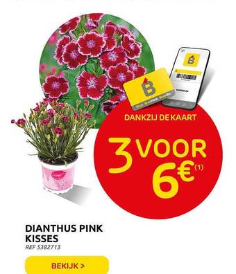 Dianthus Pink Kisses