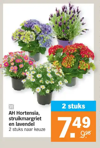 Albert Heijn AH Hortensia, struikmargriet en lavendel aanbieding
