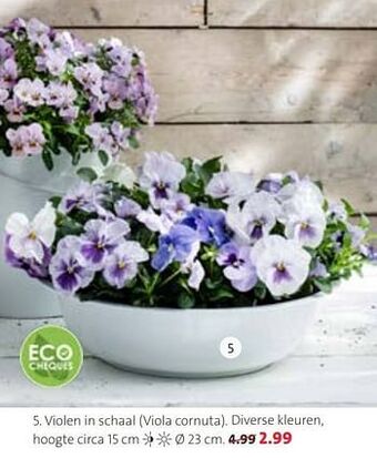 Intratuin Violen in schaal aanbieding