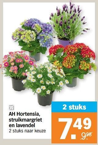 Albert Heijn Ah hortensia, struikmargriet en lavendel aanbieding