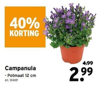 Campanula