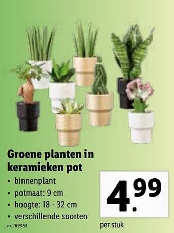 Lidl Groene planten in keramieken pot aanbieding