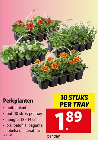 Lidl Perkplanten aanbieding
