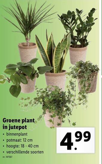 Lidl Groene plant in jutepot aanbieding