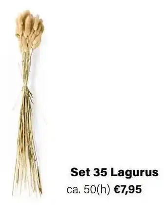 Multi bazar Set 35 lagurus aanbieding