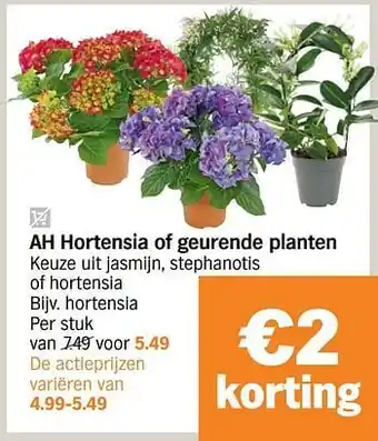 Hortensia