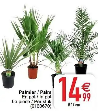 Cora Palmier - palm aanbieding