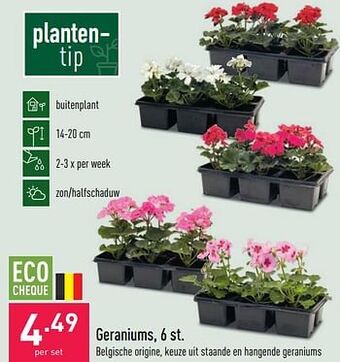 ALDI Geraniums aanbieding