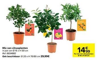 Carrefour Mix van citrusplanten aanbieding