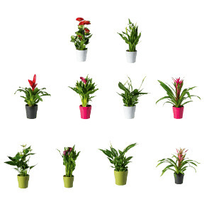 ALDI Kamerplant aanbieding