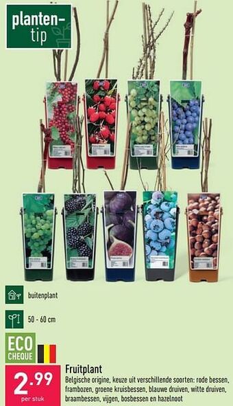 Fruitplant
