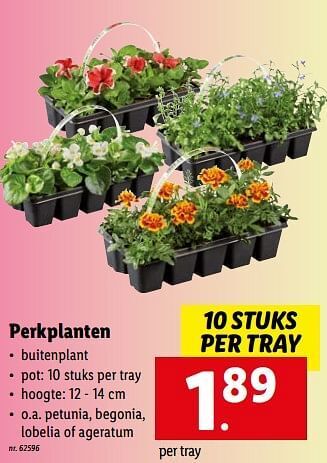 Lidl Perkplanten aanbieding