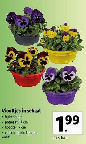 Lidl Groene plant in jutepot aanbieding