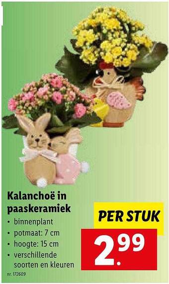 Lidl Kalanchoë In Paaskeramiek aanbieding