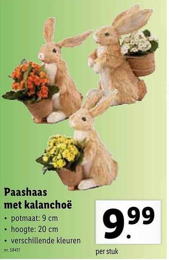 Lidl Paashaas Met Kalanchoë aanbieding