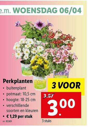 Lidl Perkplanten aanbieding