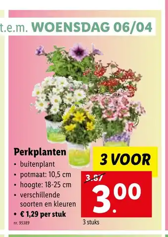 Lidl Perkplanten buitenplant potmaat: 10,5 cm hoogte: 18-25 cm aanbieding