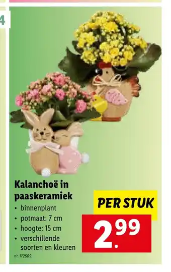 Lidl Kalanchoe in paaskeramiek potmaat: 7 cm hoogte: 15 cm per stuk aanbieding
