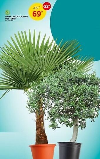 Brico Palm trachycarpus fortunei aanbieding