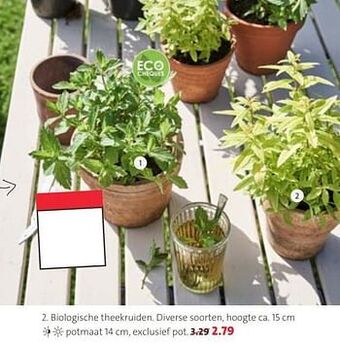 Intratuin Biologische theekruiden aanbieding
