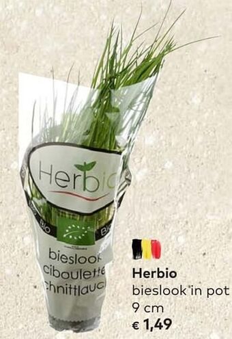 Bio Planet Herbio bieslook in pot aanbieding