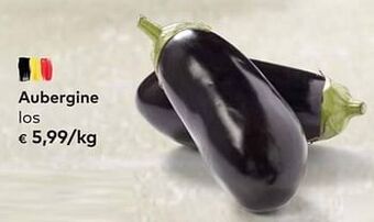 Aubergine