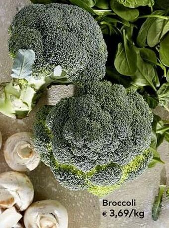 Broccoli