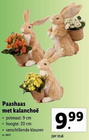Lidl Paashaas met kalanchoë aanbieding