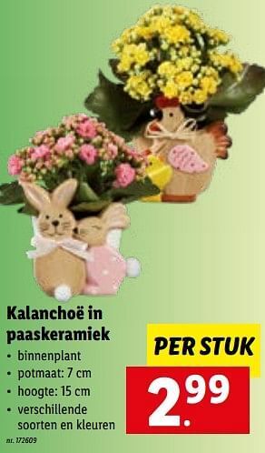 Lidl Kalanchoë in paaskeramiek aanbieding